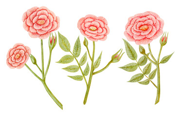 Set of isolated watercolor and acrylic elements. Flowers. Rose. Painting. Color illustration. The print is used for packaging design, fabric.