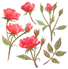 Set of isolated watercolor elements. Flowers. Rose. Painting. Color illustration. The print is used for packaging design, fabric.