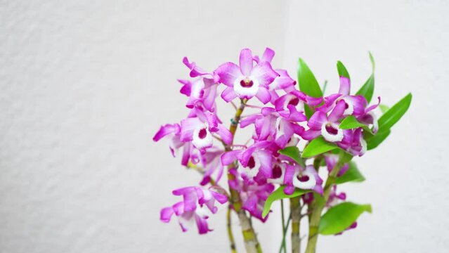 春を彩るきれいなデンドロビュームの花