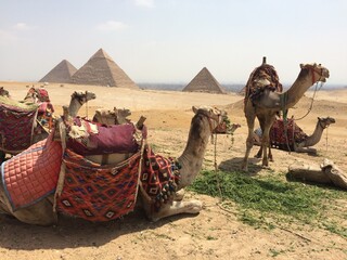 Camelos e piramides no Egito