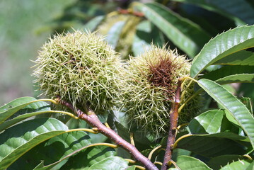 秋の味覚・クリの実