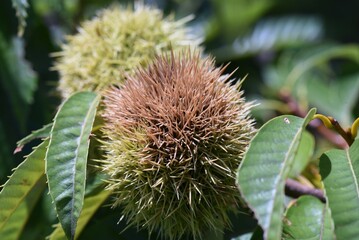 秋の味覚・クリの実