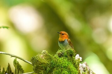 木漏れ日浴びながら苔むした木の上でくつろぐコマドリ成鳥 オス