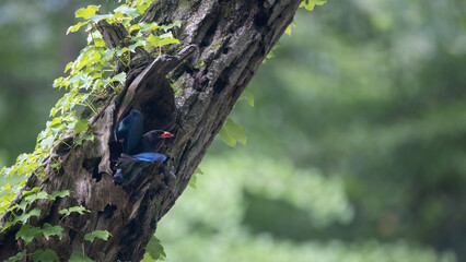 파랑새, 새가 날다, 고목, 육추, broad-billed roller, brooding, Bluebird, bird fly, old...