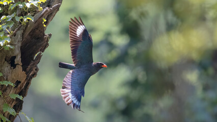 파랑새, 새가 날다, 고목, 육추, broad-billed roller, brooding, Bluebird, bird fly, old tree, meat lettuce
