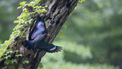파랑새, 새가 날다, 고목, 육추, broad-billed roller, brooding, Bluebird, bird fly, old tree, meat lettuce