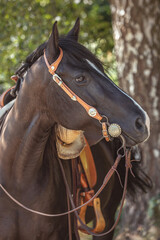 Portrait of a pretty black quarter horse mare in summer outdoors. The horse wearing a bridle and a...