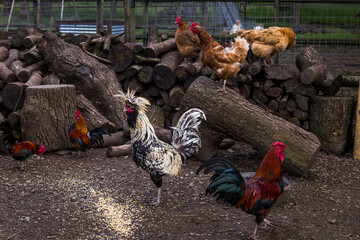 Several chickens in the backyard