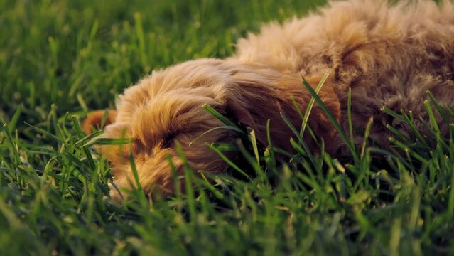 Exhausted labradoodle puppy sleeping, napping on grass lawn at golden hour 