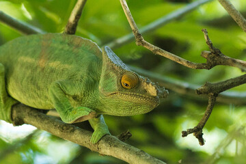 (Calumma parsonii) Parson Chamaleon of madagacar in Andasibe National Park in its natural habitat