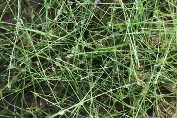Close up of an needle leaf grass with water droplets at the tips of the leaves