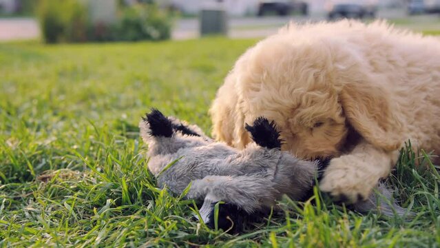 Labradoodle puppy aggressively chews and bites stuffed animal during teething