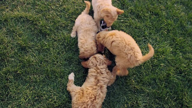 Above 4 labradoodle puppies playing tug of war with stuffed animal chew toy