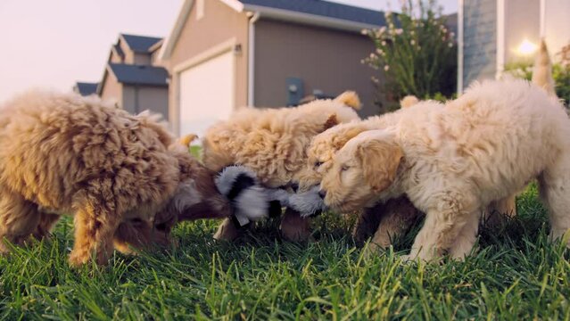 Four labradoodle puppies aggressively play tug of war with chew toy