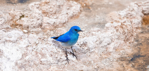 Small Colorful Bird at Hot Spring Landscape with unique ground formation. Mammoth Hot Springs, Yellowstone National Park, Wyoming, United States.