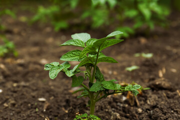 Beautiful green potato seedling growing in garden