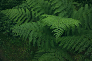 Fototapeta na wymiar Beautiful fern with lush green leaves growing outdoors. Tropical plant