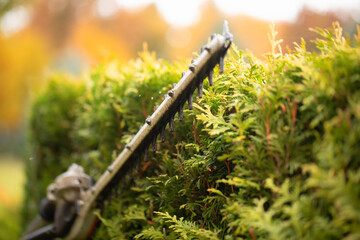 Gardener services. Hedge cutting. The blade of a gasoline trimmer trims a thuja bush close-up.