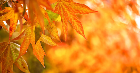 Dew drops on a yellow oak leaf. Abstract natural background