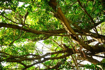 sunlight shines through trees - 木漏れ日 