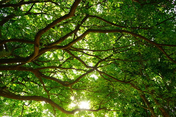 sunlight shines through trees - 木漏れ日 