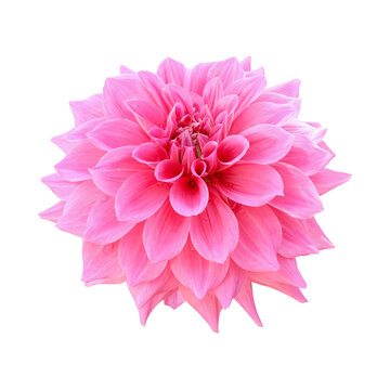 Pink dahlia flower isolated on white background