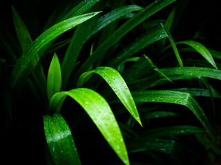 Fototapeta premium Fresh Green Pandan leaf on dark black background.raw food plant tree of asian. organic herbal natural freshness. pattern nature backdrop. environment.