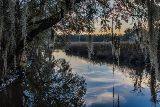 reflection of live oak trees in the water of a saltwater tidal creek - Powered by Adobe