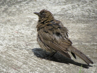 Ugly Bird Mayo