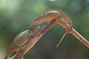 A pair of Beautiful Chameleon