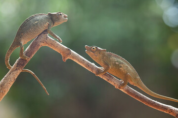 A pair of Beautiful Chameleon