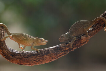 A pair of Beautiful Chameleon