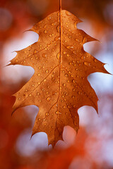 Fototapeta na wymiar Dew drops on a yellow oak leaf.