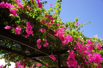 Fototapeta na wymiar Tropical Flower, Pink Bougainvillaea - ピンク ブーゲンビリア 花 