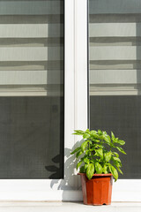 a blooming basil plant pot on a window