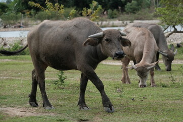 A buffalo walking and looking at food