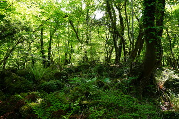 fern and mossy rocks in primeval forest