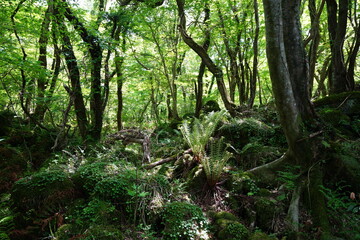 fern and mossy rocks in primeval forest