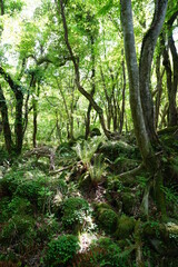 fern and mossy rocks in primeval forest