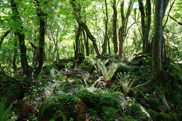 fern and mossy rocks in primeval forest