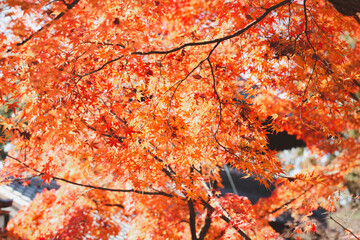 Autumn leaf nature background. park and outdoor concept.