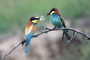 Obraz premium European Bee eater handing a white Perid butterfly to its mate