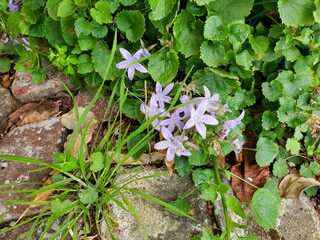 flowers in the garden