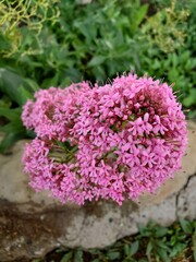 Obraz premium pink and white flowers