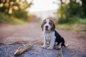A cute beagle puppy sit on the ground outdoor in the yard.