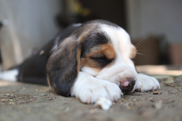 A cute beagle puppy sleep on the dirty floor outdoor.