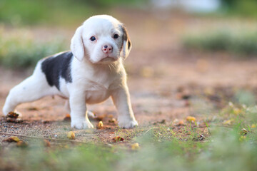 An adorable white hair beagle puppy is playing in the yard.