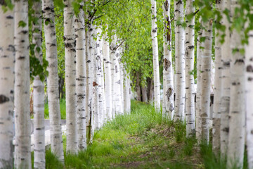 Row of white birch trees in a forest