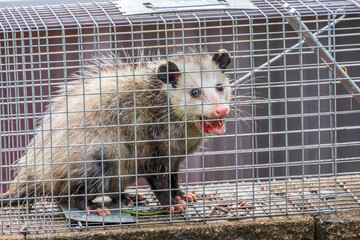 Obraz premium Rabid opossum in a metal cage 
