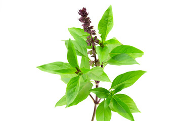 Basil branch with leaf isolated on white background. Basil is both food and herbs for health care.